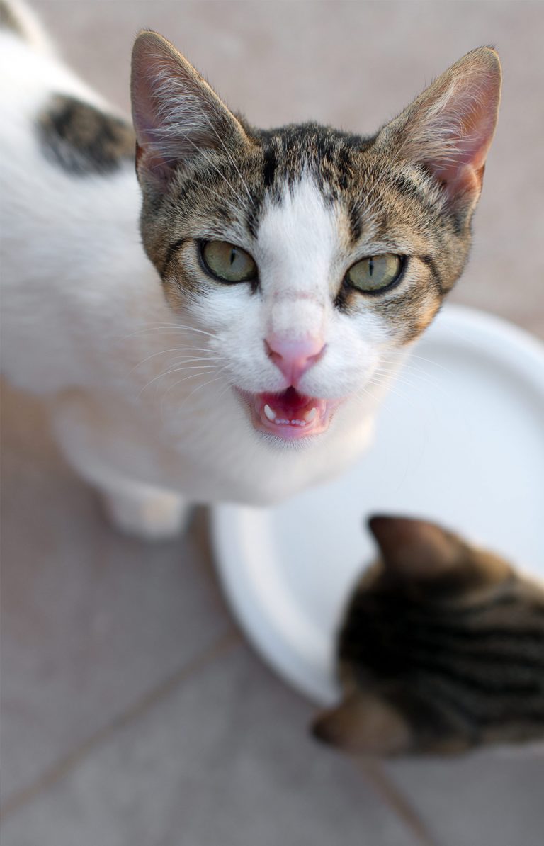 Can Cats Eat Rice From Boiled Rice Meals To Cat Food Fillers