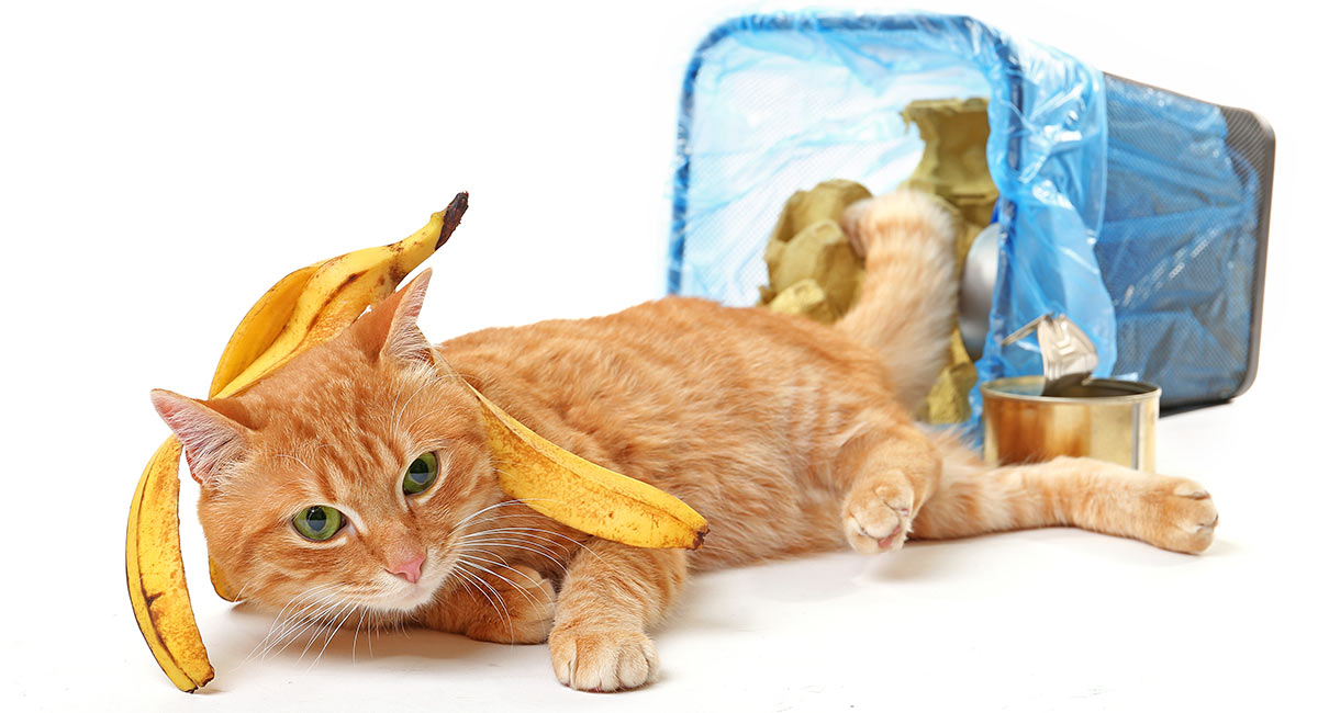 cat with banana peel