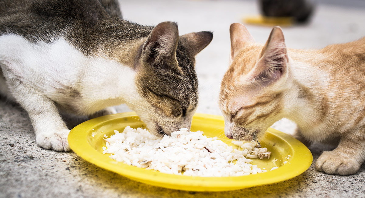 Can Cats Eat Rice - From Boiled Rice Meals To Cat Food Fillers