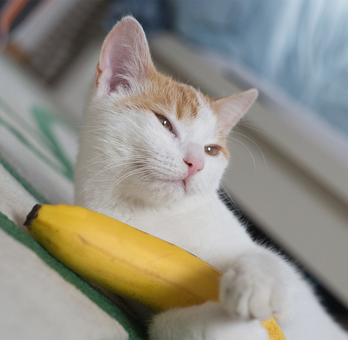 Les chats peuvent-ils manger des bananes ?