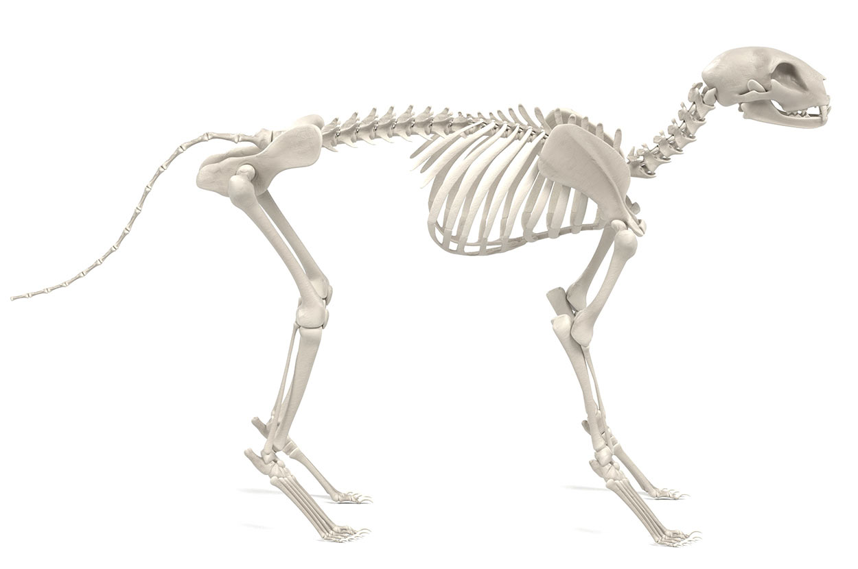 how many bones are in a cat skeleton