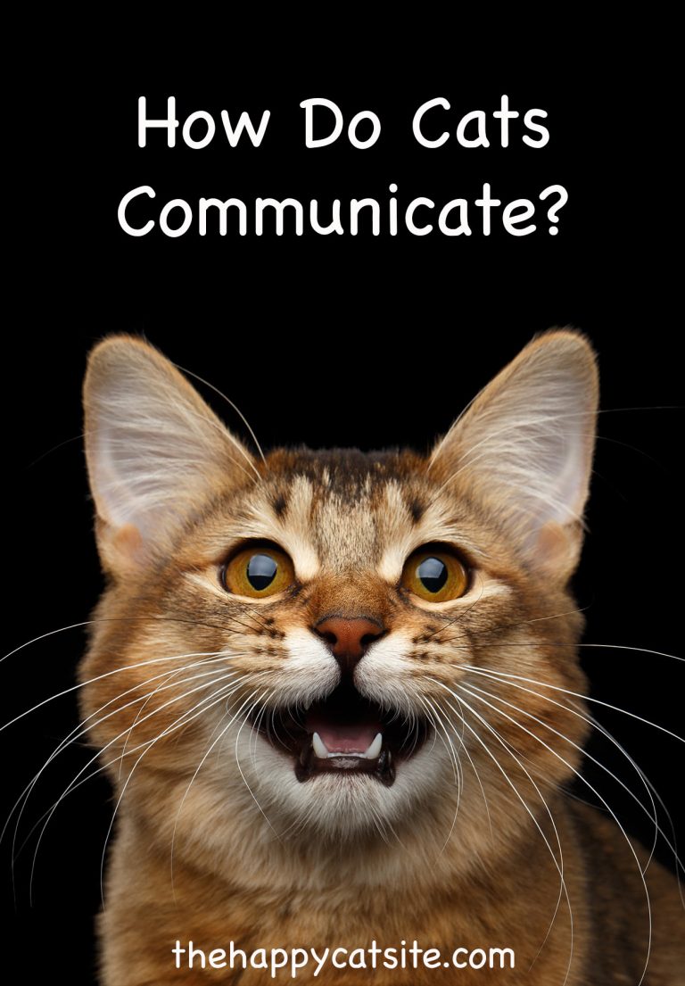 How Do Cats Communicate? An Expert Guide To Understanding Your Cat