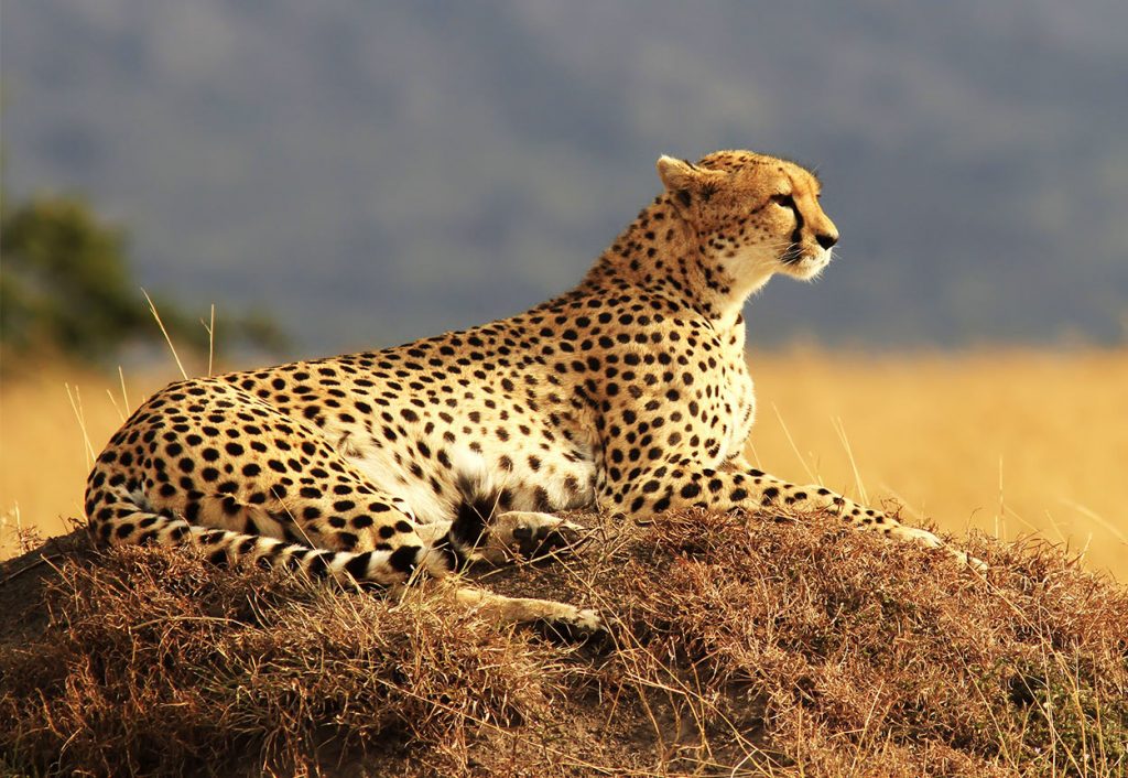 Cats That Look Like Leopards Domestic Breeds That Look Like Big Cats