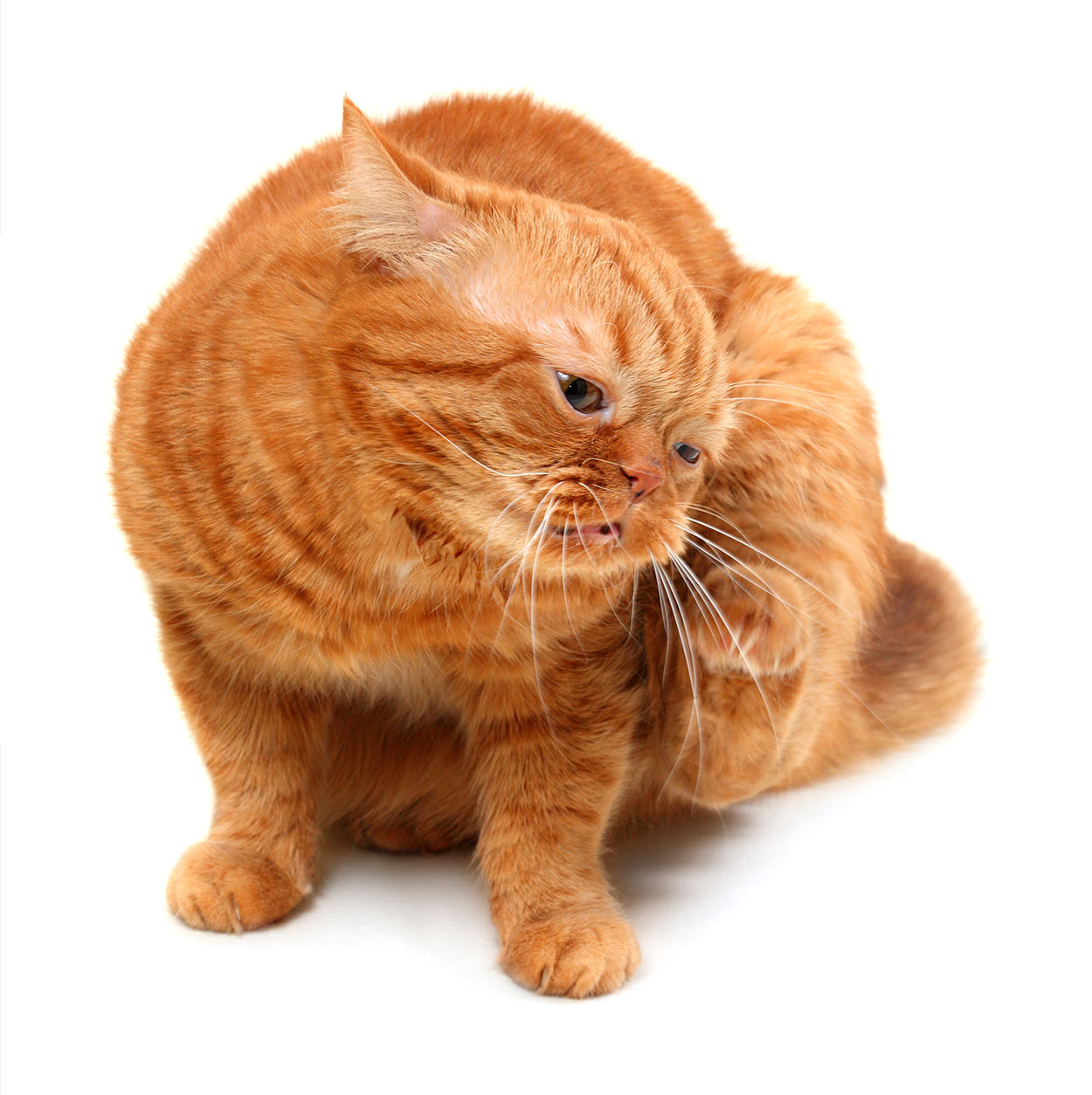 Comfortis Cat Dosage Chart