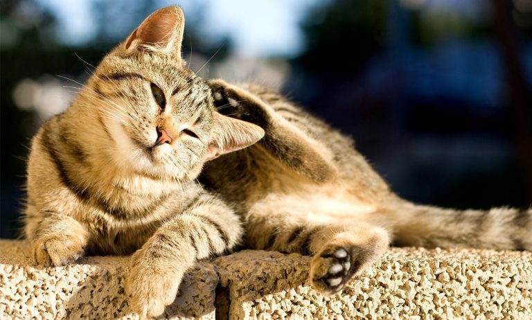 Comfortis for cats