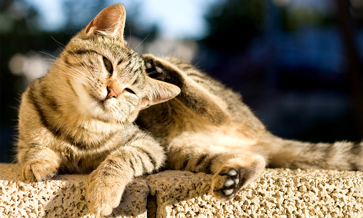 Comfortis For Cats - What It Is, How It Works, Dosage ...