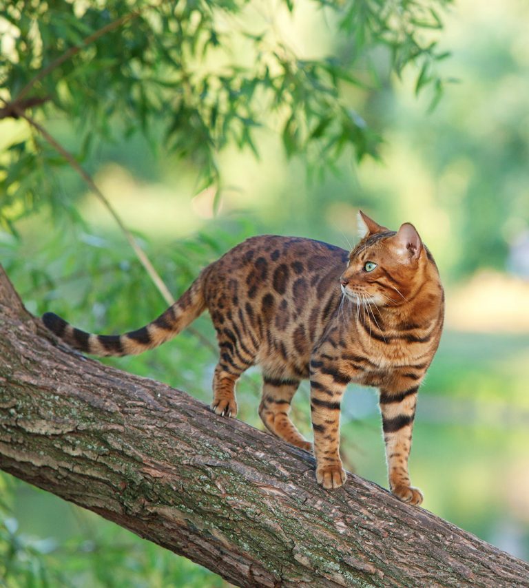 Bengal Cat Names 200 Ideas For Naming Your Male or Female