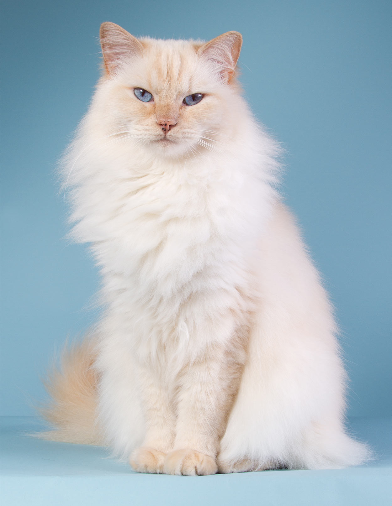 flame point ragdoll cat