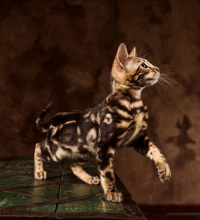 Bengal Cat Names 200 Ideas For Naming Your Male or Female