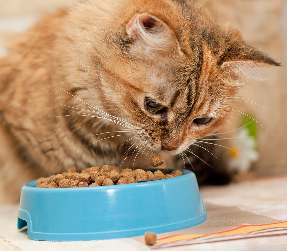 canned food for diabetic cats