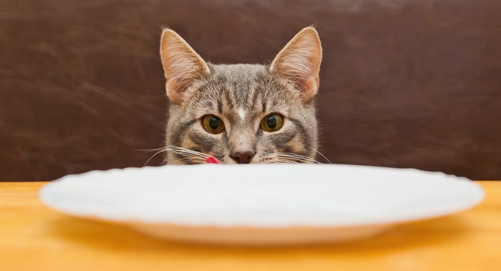 Your Guide To The Very Best Diabetic Cat Food
