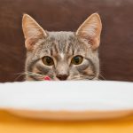 diabetic cat food