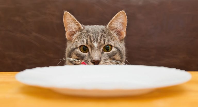 diabetic cat food