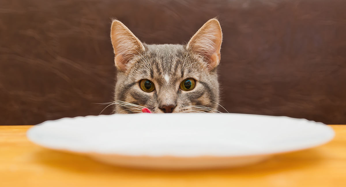 canned food for diabetic cats