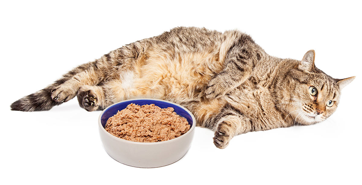 canned food for diabetic cats