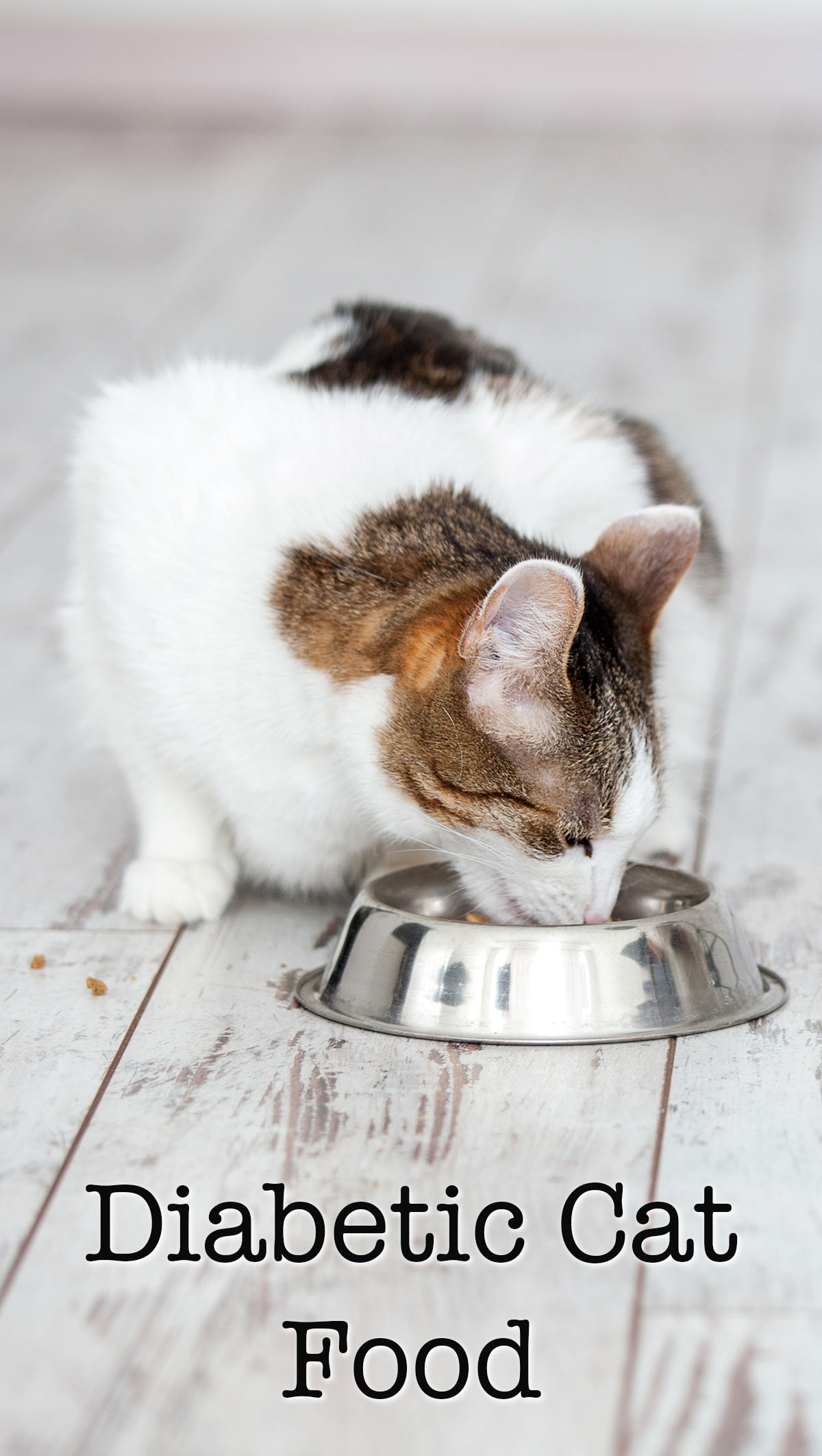 low carb cat food for diabetic cats