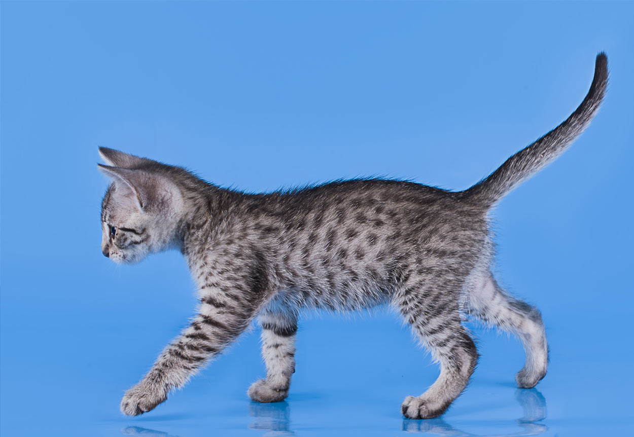 egyptian mau