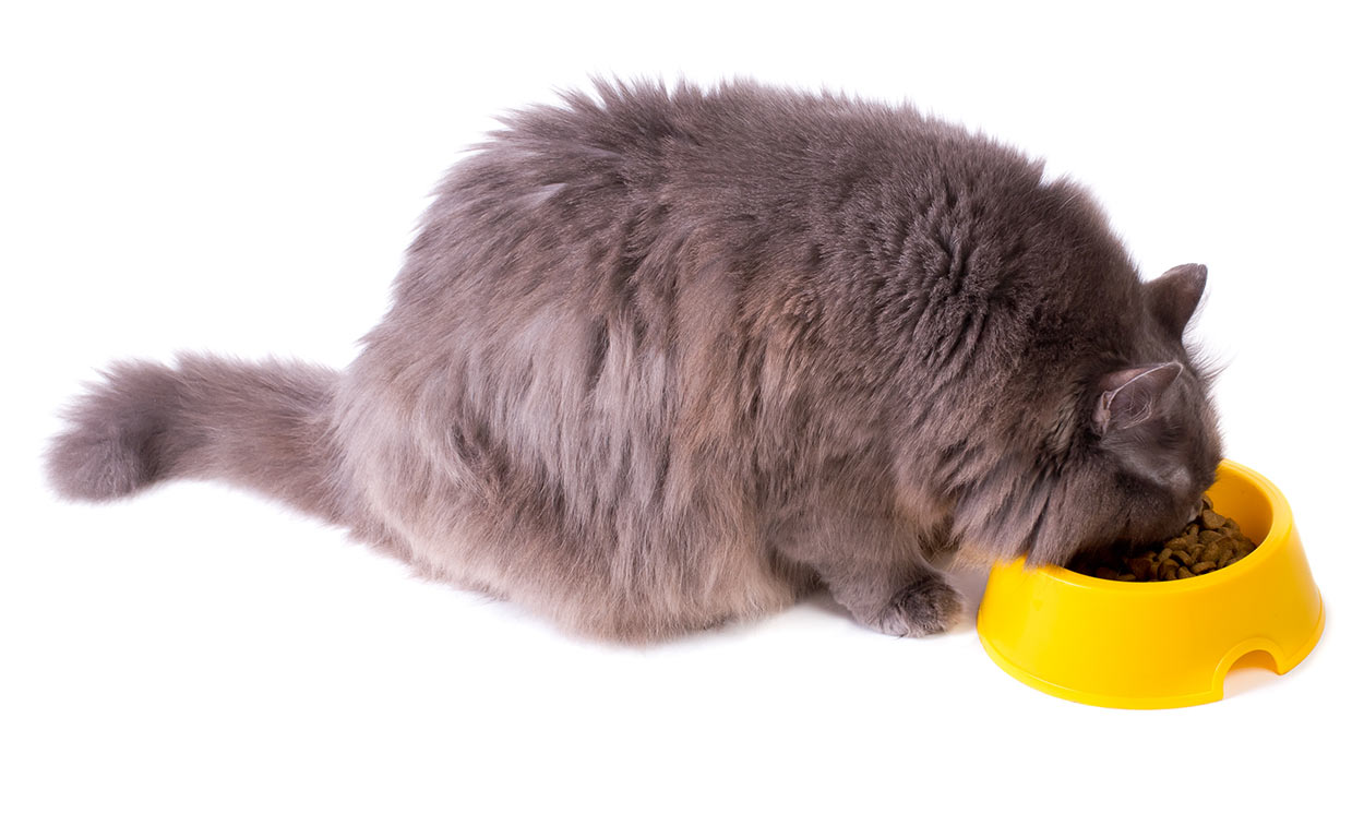 Find Out What The Best Cat  Food  Weight Loss Is Here 