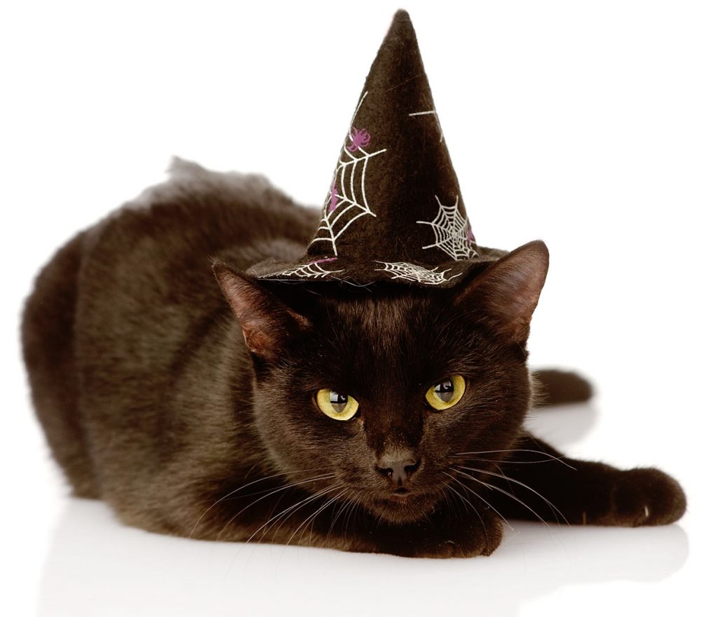 Harry Potter Cat Names 200 Magical Names From the Potterverse