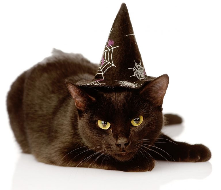 Harry Potter Cat Names 200 Magical Names From the Potterverse