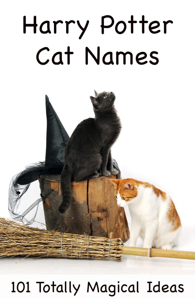 Harry Potter Cat Names 200 Magical Names From the Potterverse