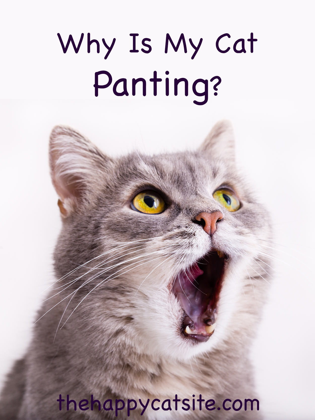 Heavy Breathing Cat - Why Is My Cat Panting or Breathing Fast?
 Heavy Breathing Cat Picture