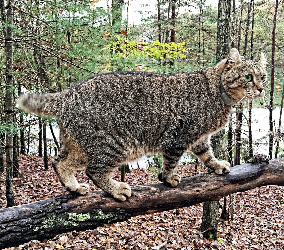 Highland Lynx - A Guide To The Amazing 