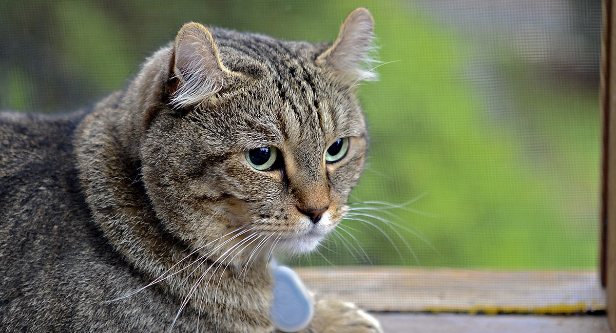 domestic lynx