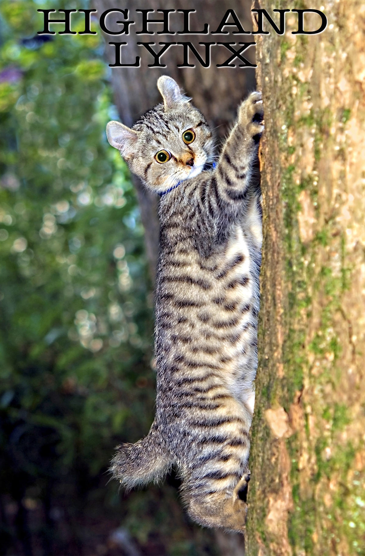 highland lynx