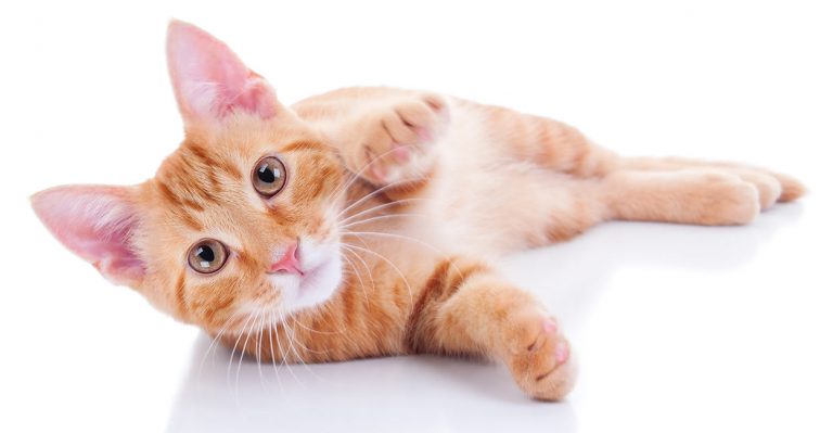 how do cats communicate