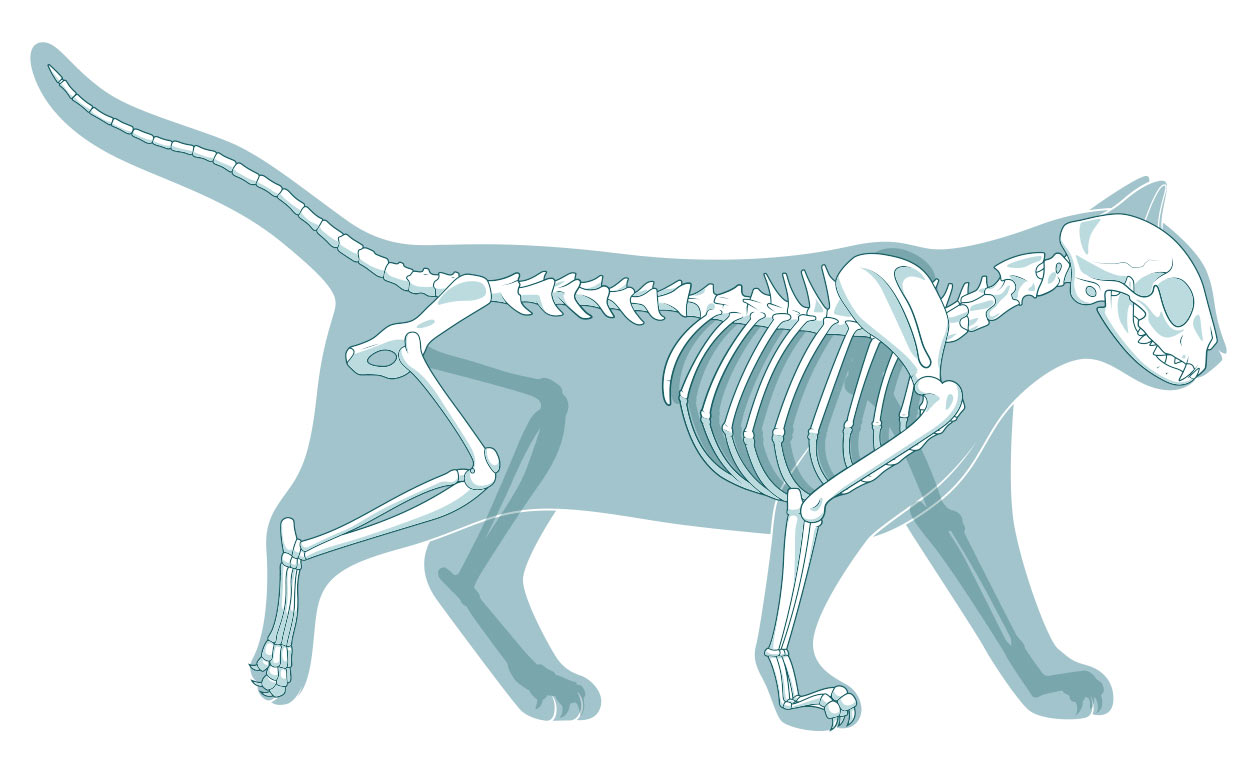 how many bones are in a cat