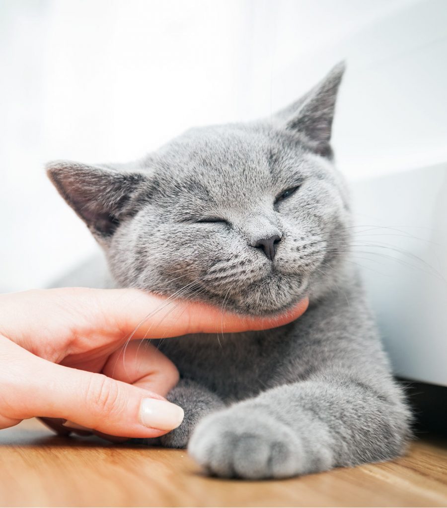 Is My Cat Happy? And How To Cheer Up A Kitty That's Feeling Blue