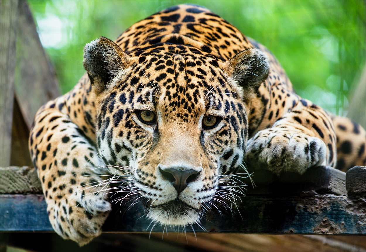 Jaguar Cat : Wallpaper cat, look, claws, Jaguar, log, ©Tambako The