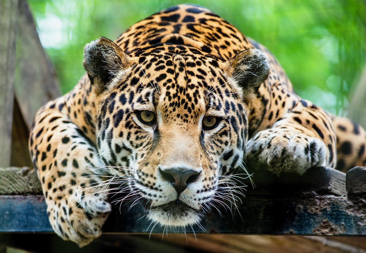 kitty jaguar