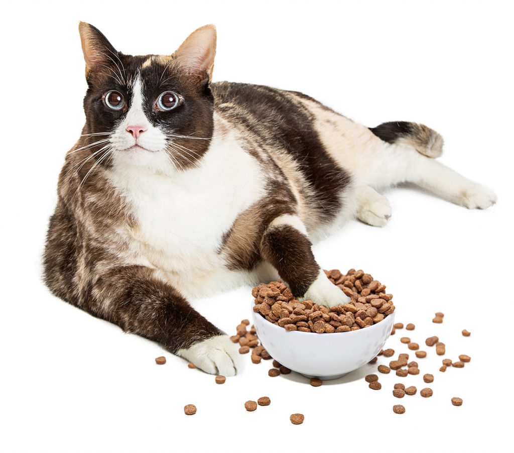 Find Out What The Best Cat Food Weight Loss Is Here!