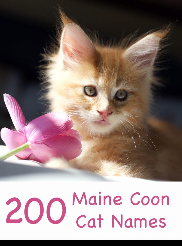 200 Marvellous Maine Coon Cat Names