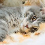 Maine Coon Cat Names