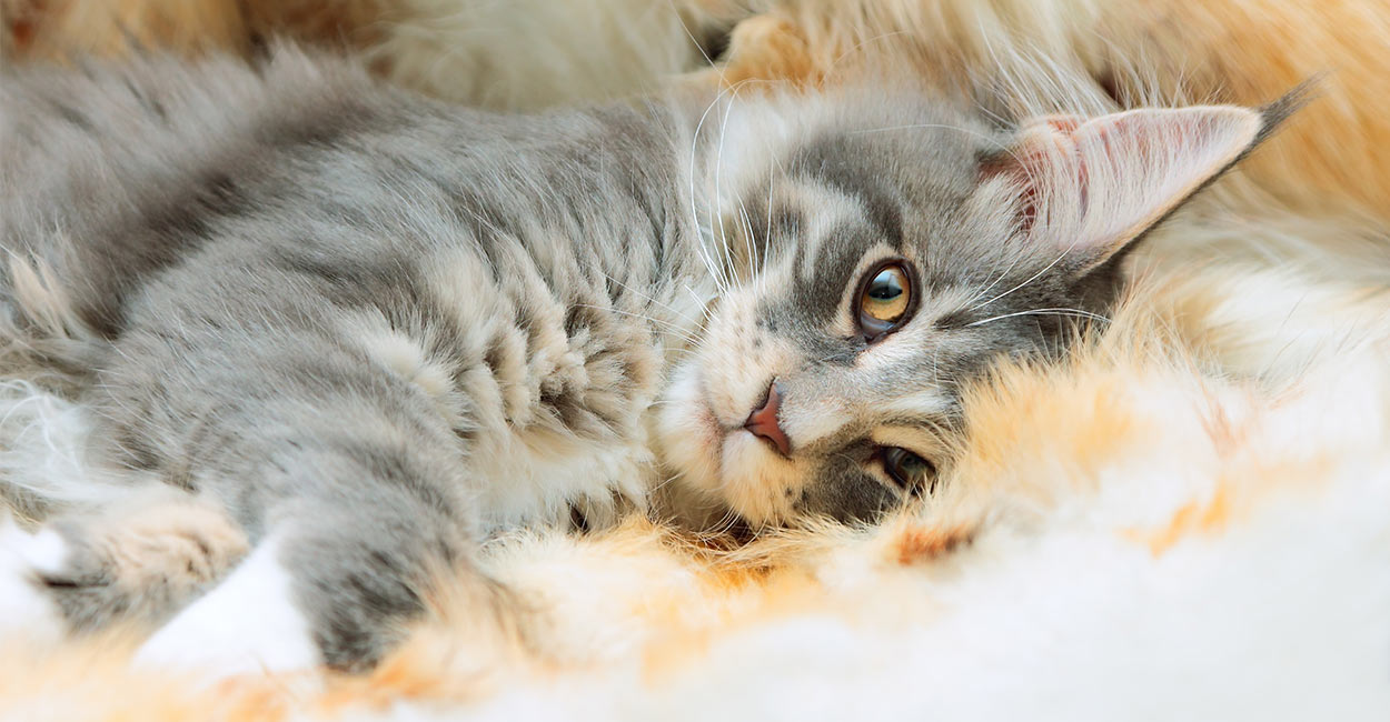 Maine Coon Cat Names Over 200 Brilliant Ideas For Naming Your Kitten