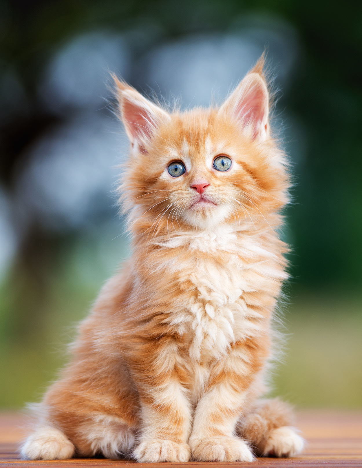 El gato Maine Coon