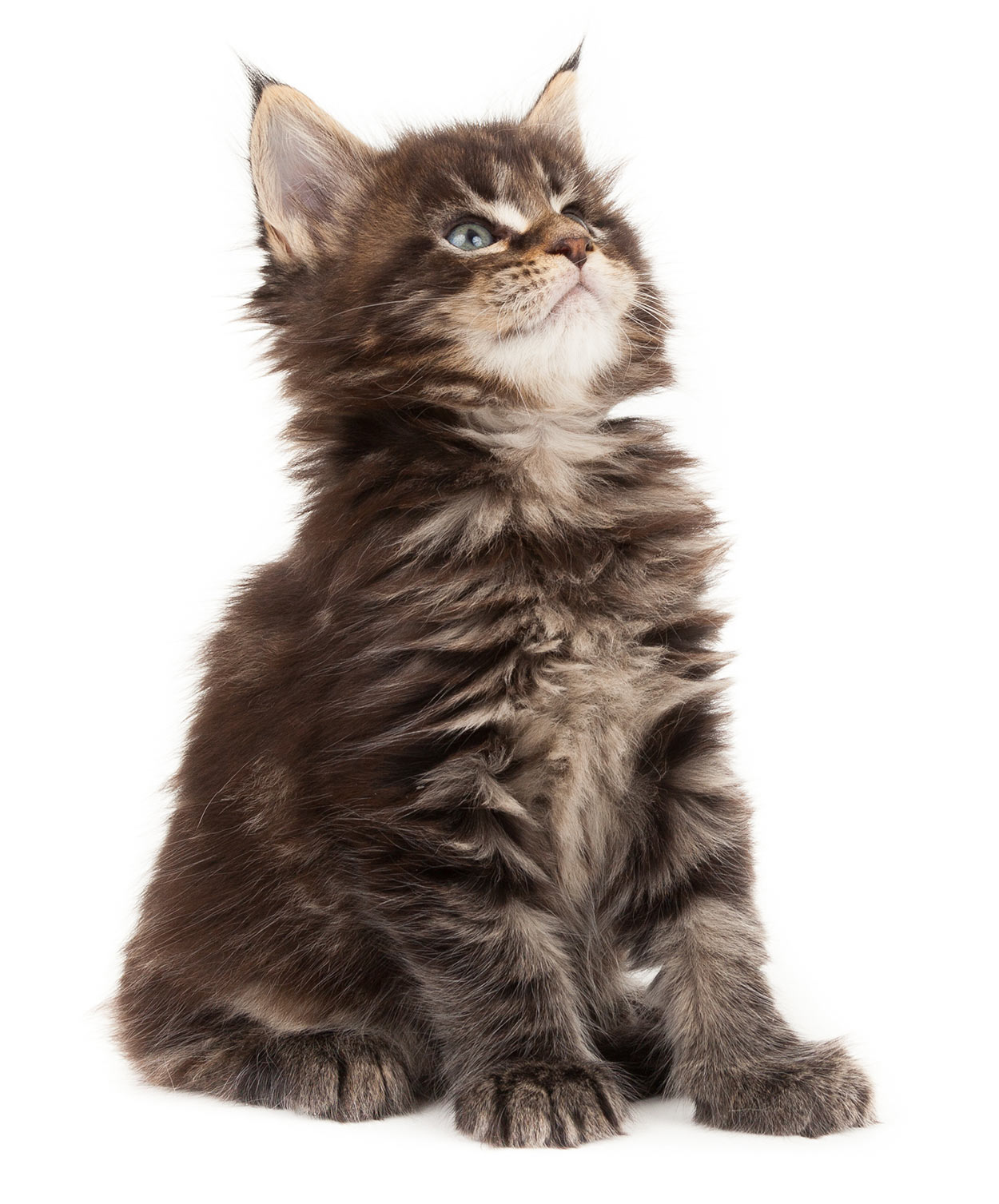 Maine Coon Cat Names