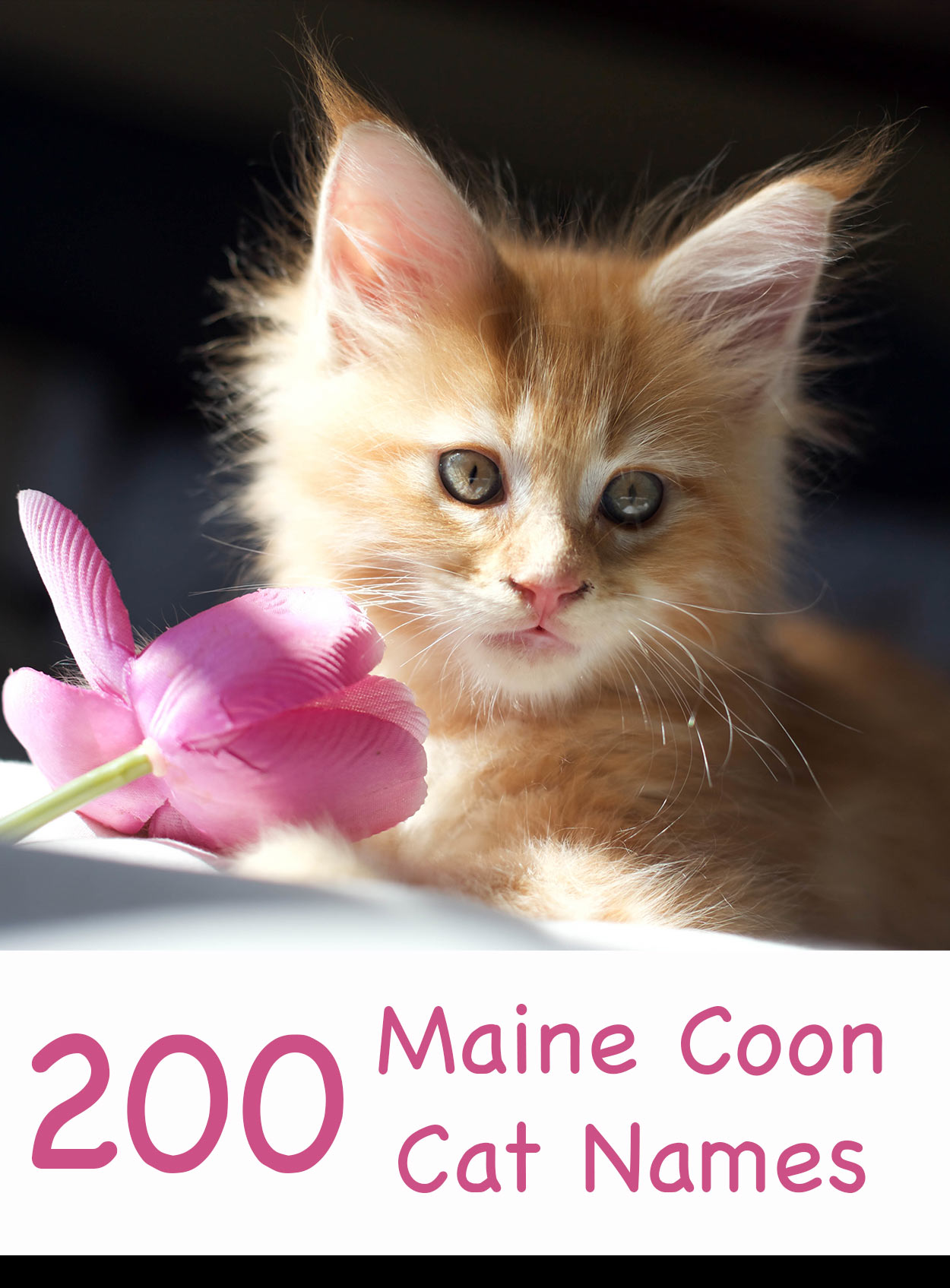 Maine Coon Cat Names