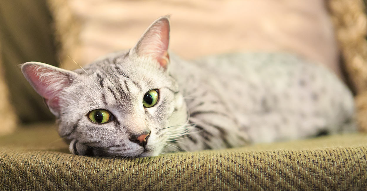 Metacam for Cats - A Pet Owners' Guide To Use, Dosage and Side Effects