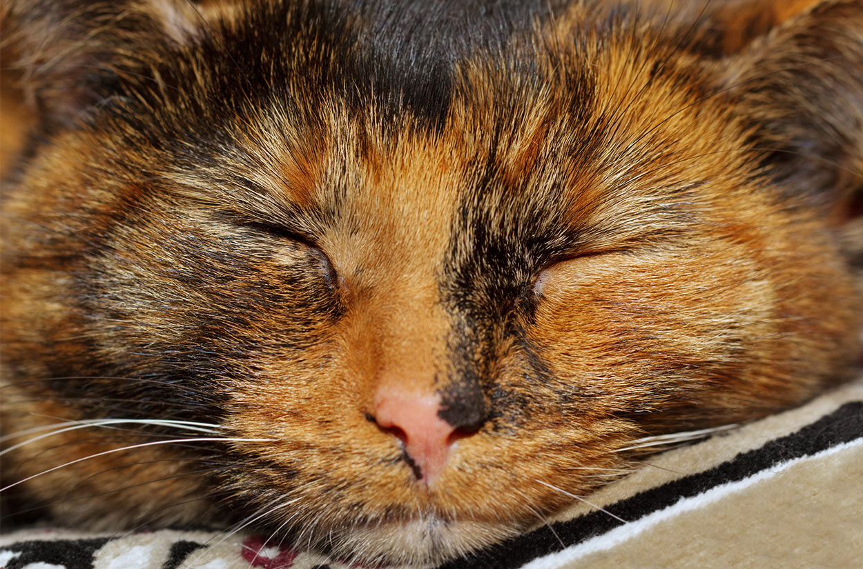 210 Terrific Tortoiseshell Cat Names Unique Cute And 210 Terrific Tortoiseshell Cat Names Unique Cute And