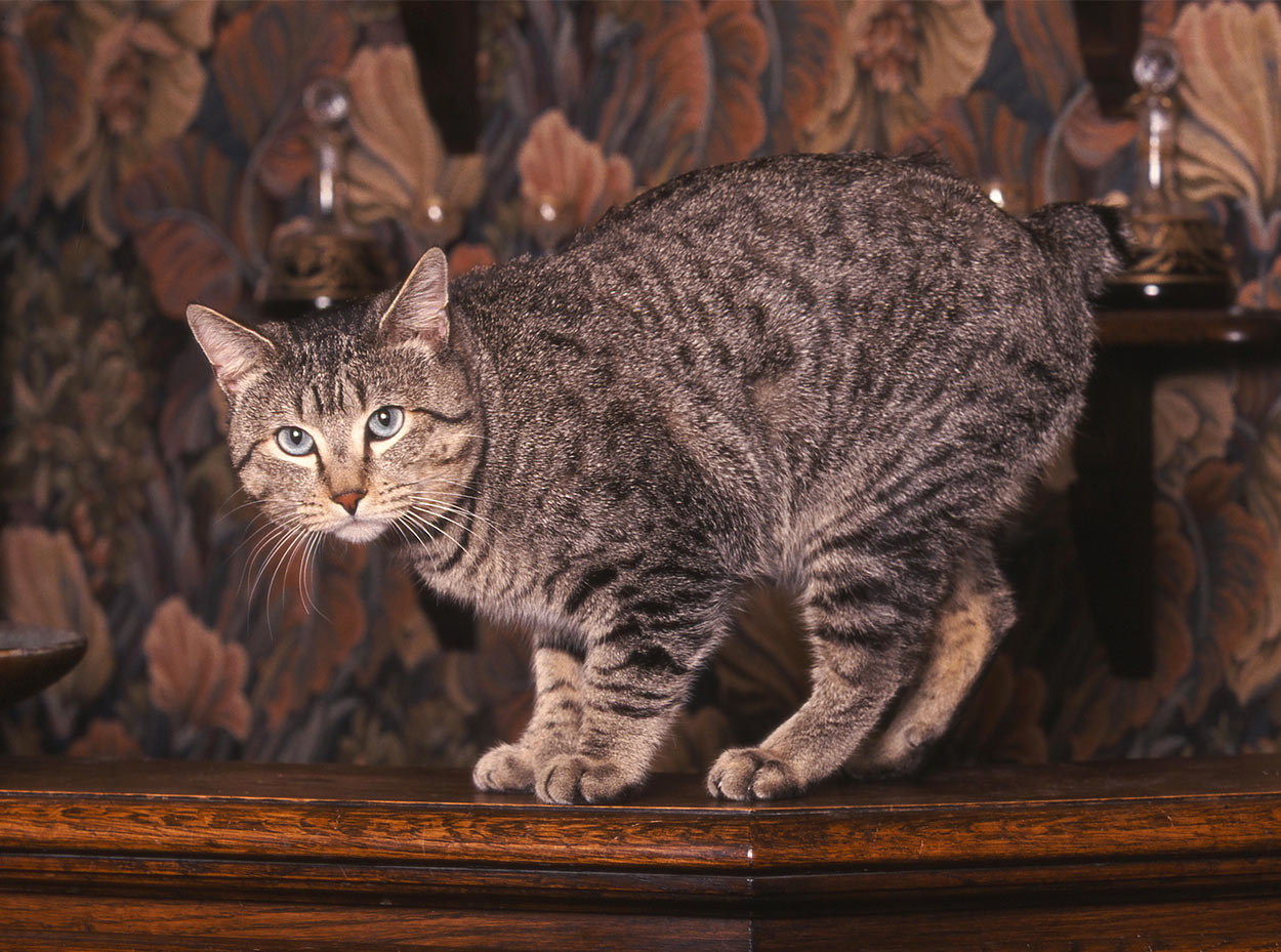 Gatos que parecen leopardos-razas domésticas que parecen grandes