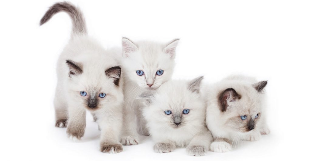 ragdoll cat names