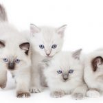 ragdoll cat names