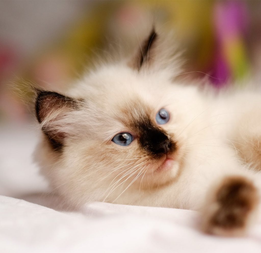 230 Ragdoll Cat Names