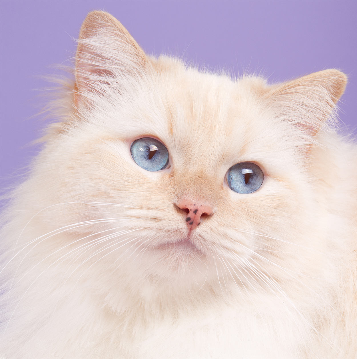 cute ragdoll cat names