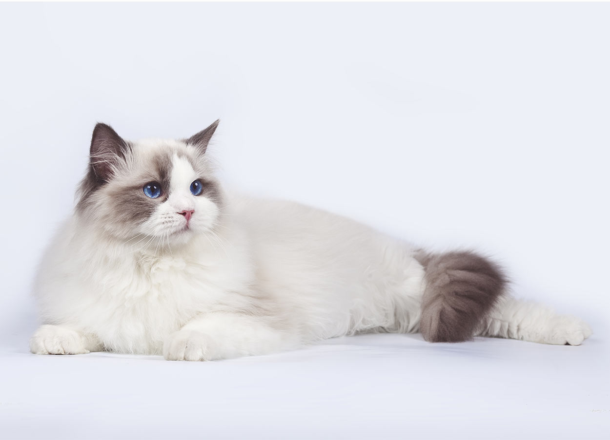 ragdoll cat names