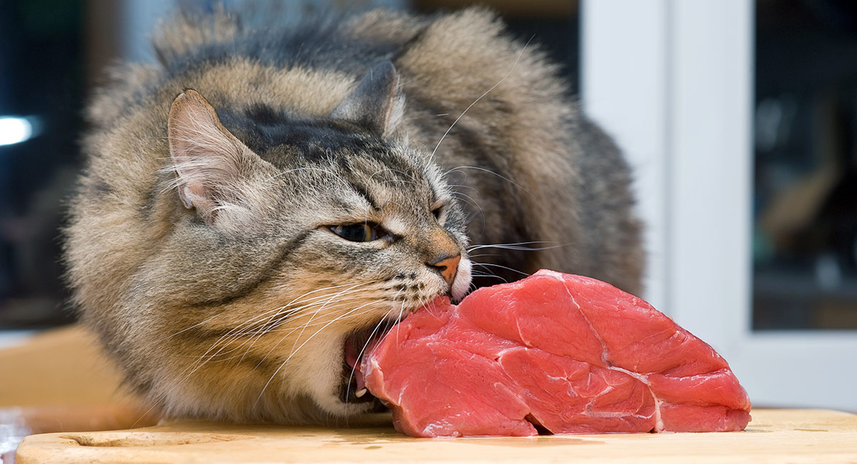 feeding cats raw beef